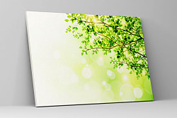 Obraz Zelená vetvička 1581